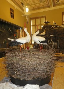 Hnízdo čápa bílého v Národním muzeu