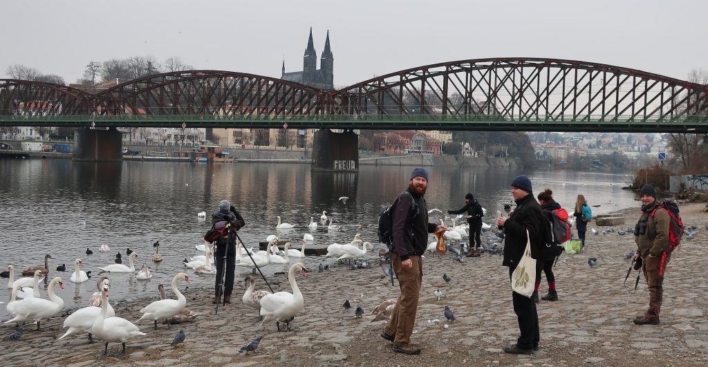 Monitoring vodních ptáků v Praze na Vltavě, foto: DES OP