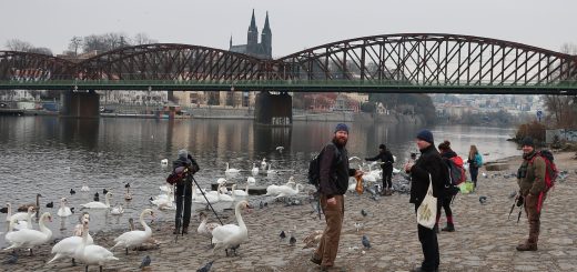Monitoring vodních ptáků v Praze na Vltavě, foto: DES OP